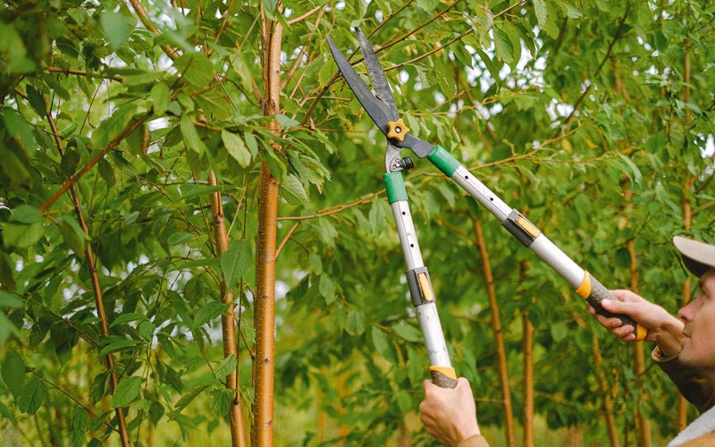 Tree trimming in Hacker Valley, WV