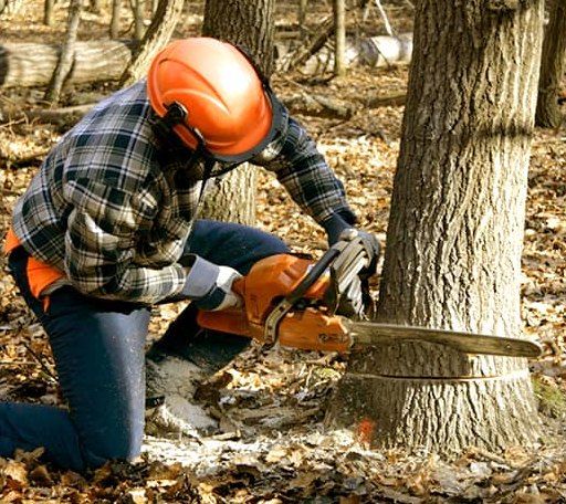 Tree Removal in Hacker Valley, WV